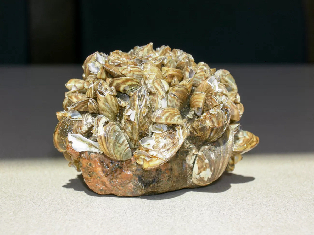 Zebra mussels