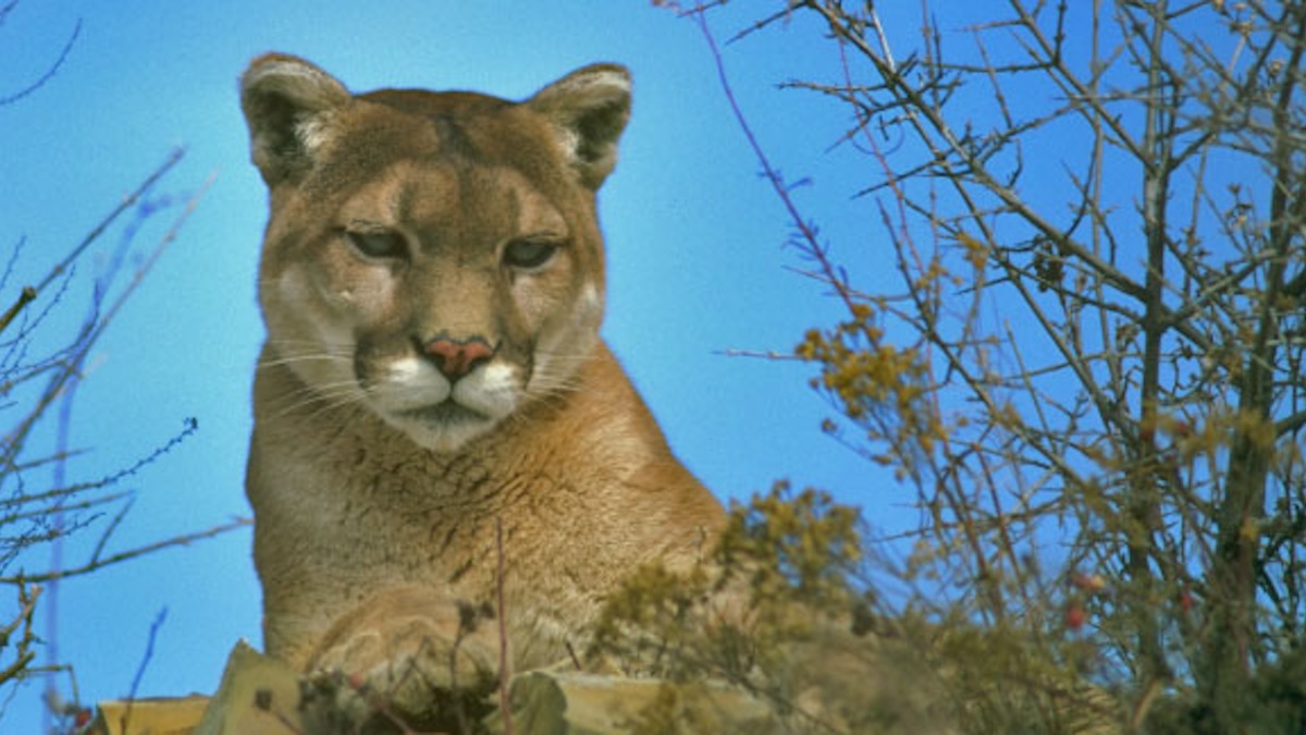 california mountain lion