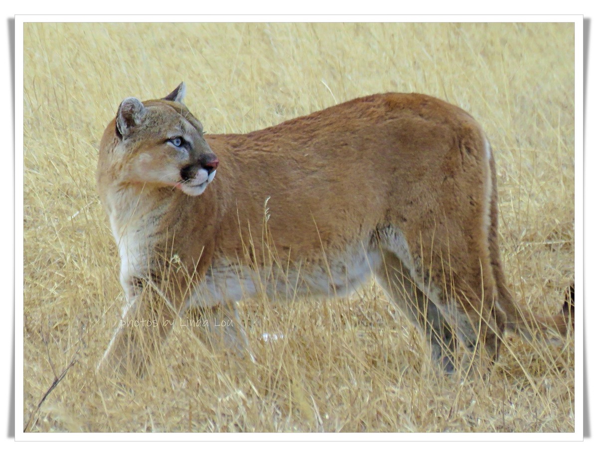 mountain lion vs. coyotes