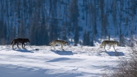 colorado wolves