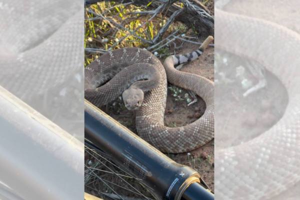 Mountain biker rattlesnake