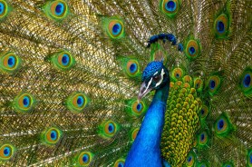 Peacocks Tennessee