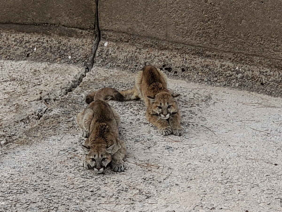 baby mountain lions rescued