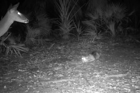 bobcat vs. deer