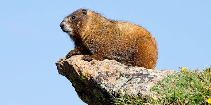 marmot