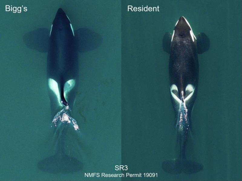 new orca species