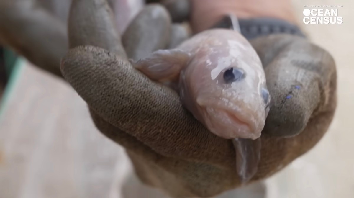 new species new Zealand