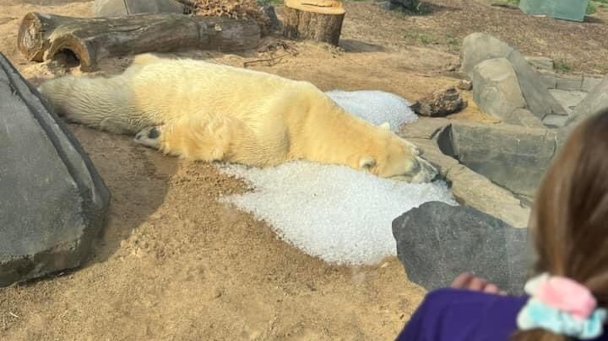 polar bear