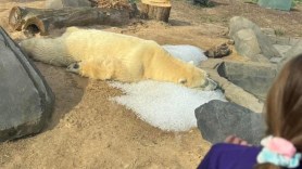 polar bear