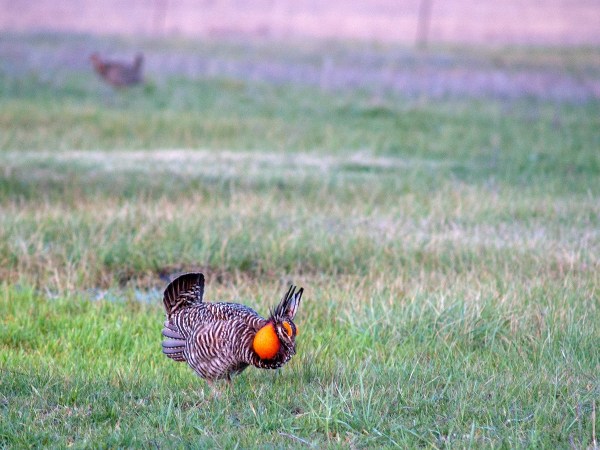 prairie chicken mating dance