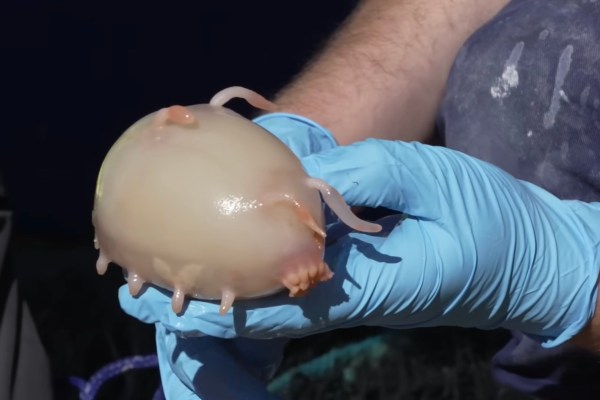 sea pig