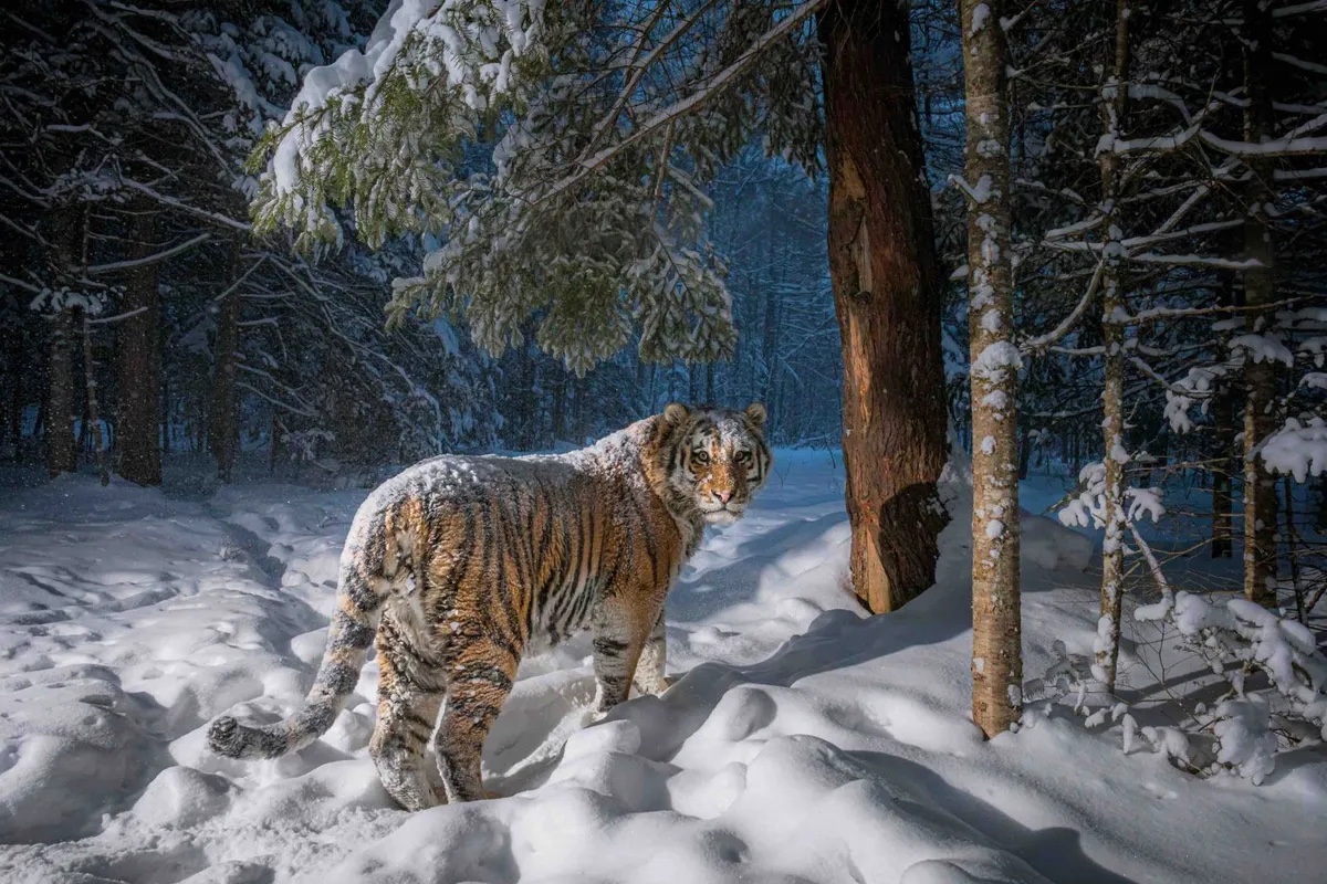 Amur tiger