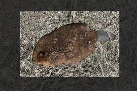 tularemia beaver