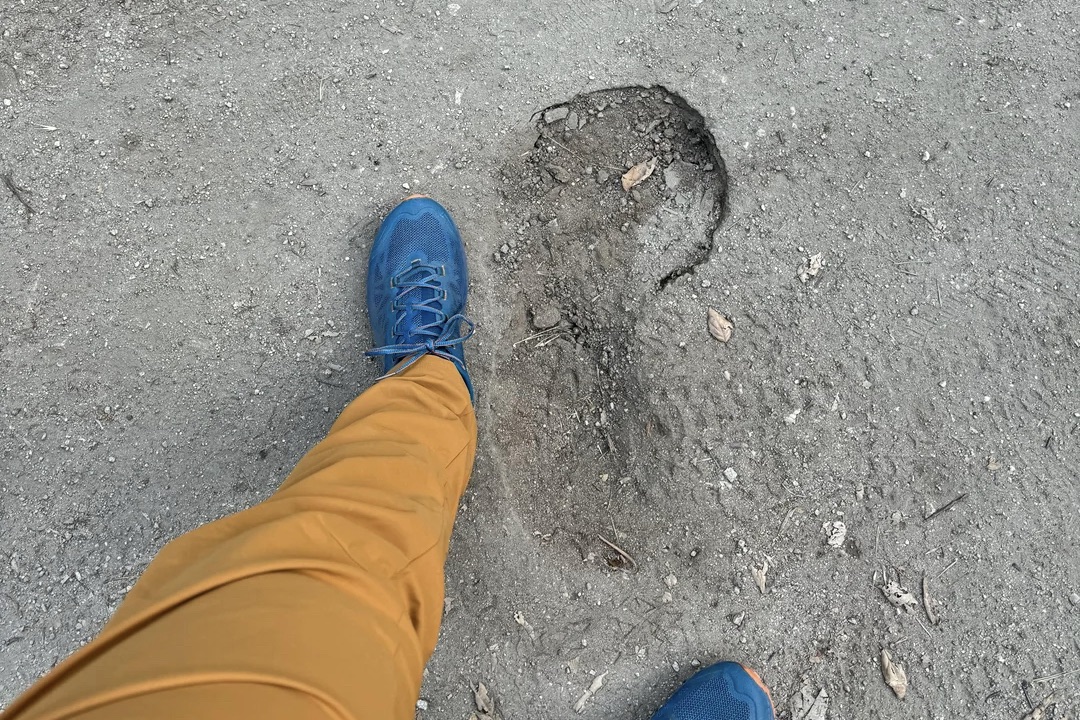 Bigfoot tracks in Angeles National Forest