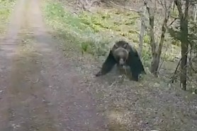 bear mauls truck