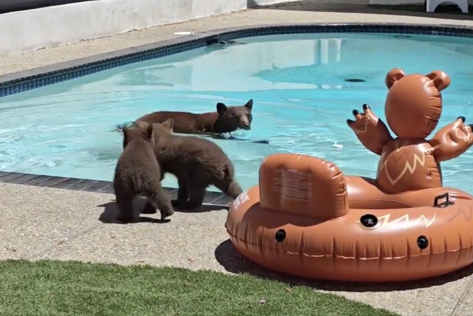 bear swims in pool