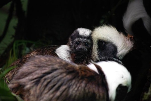 birth of critically endangered cotton-top tamarin