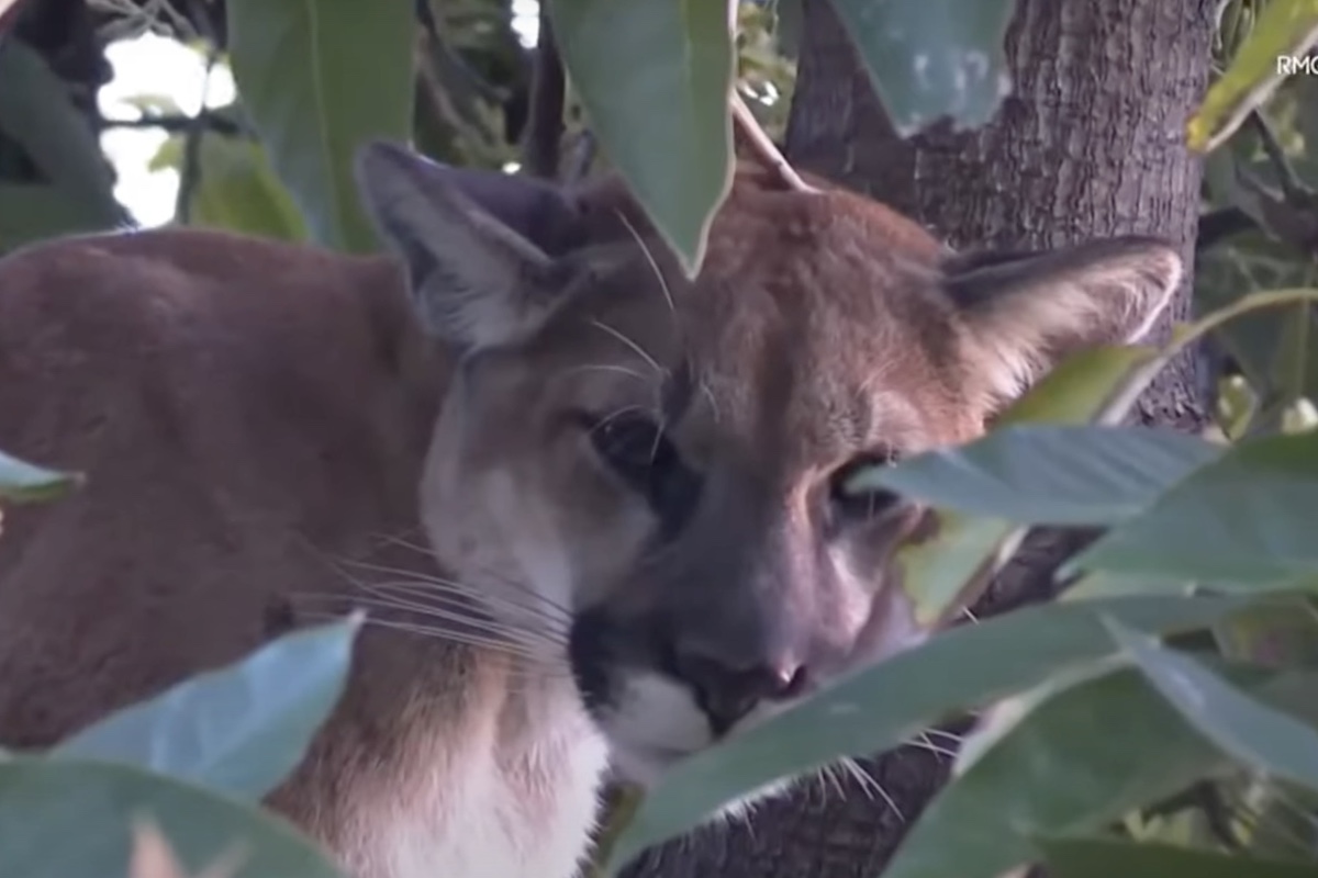 mountain lion in an avocado tree