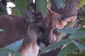 mountain lion in an avocado tree