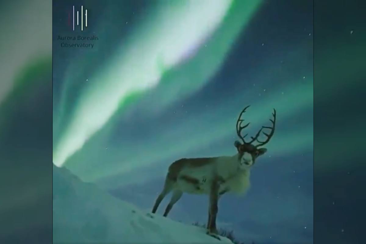 reindeer northern lights