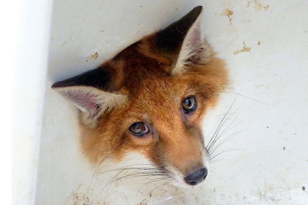 trapped fox