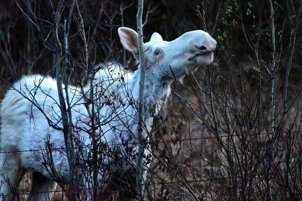 white moose