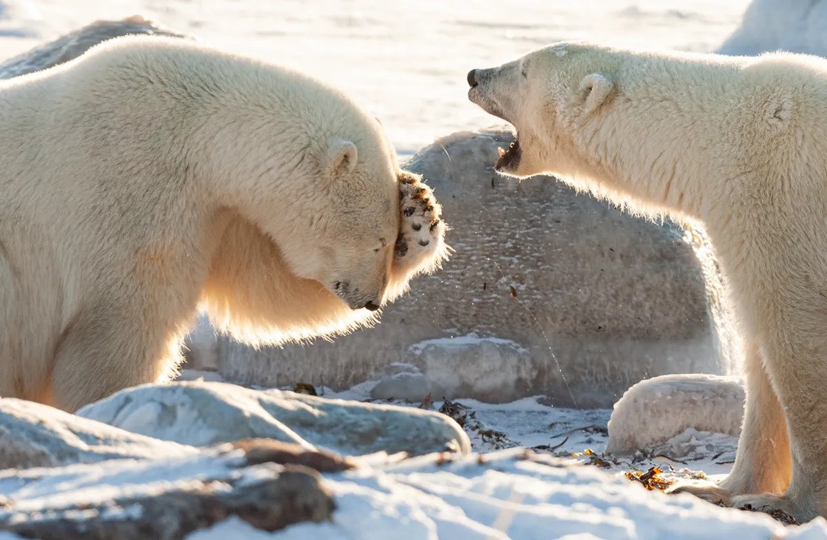 Comedy Wildlife Photography Awards 2024