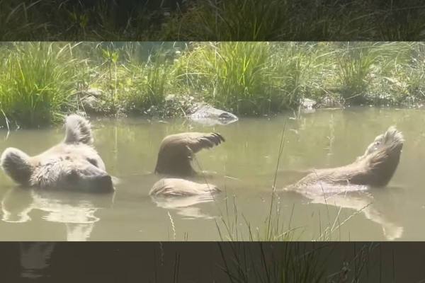 bear floats in pond