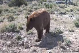 bear tries to eat trail cam