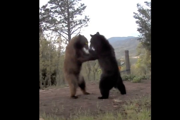 black bear vs black bear