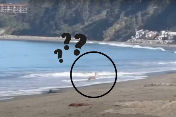 deer swimming in the ocean