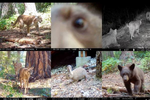 elementary students trail cameras