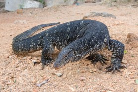 massive invasive lizard cover