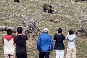 too close to a grizzly