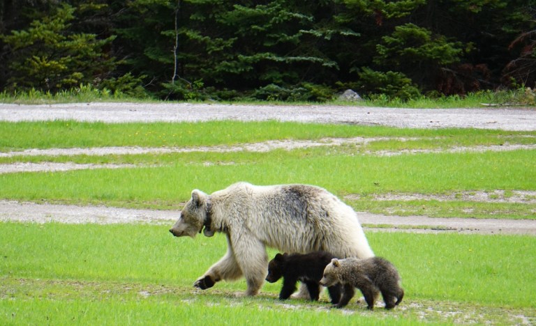 white grizzly killed