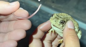 Rare threadsnake Found in Toad's Mouth