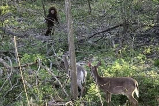 baby bigfoot