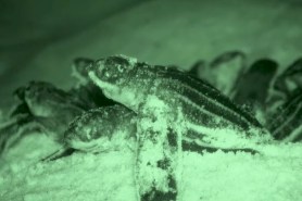 baby leatherback sea turtles hatching