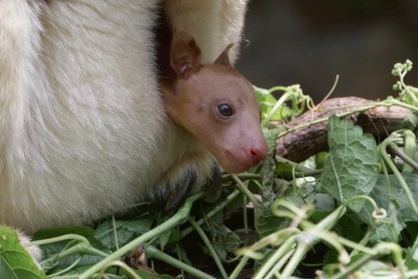 baby tree kangaroo