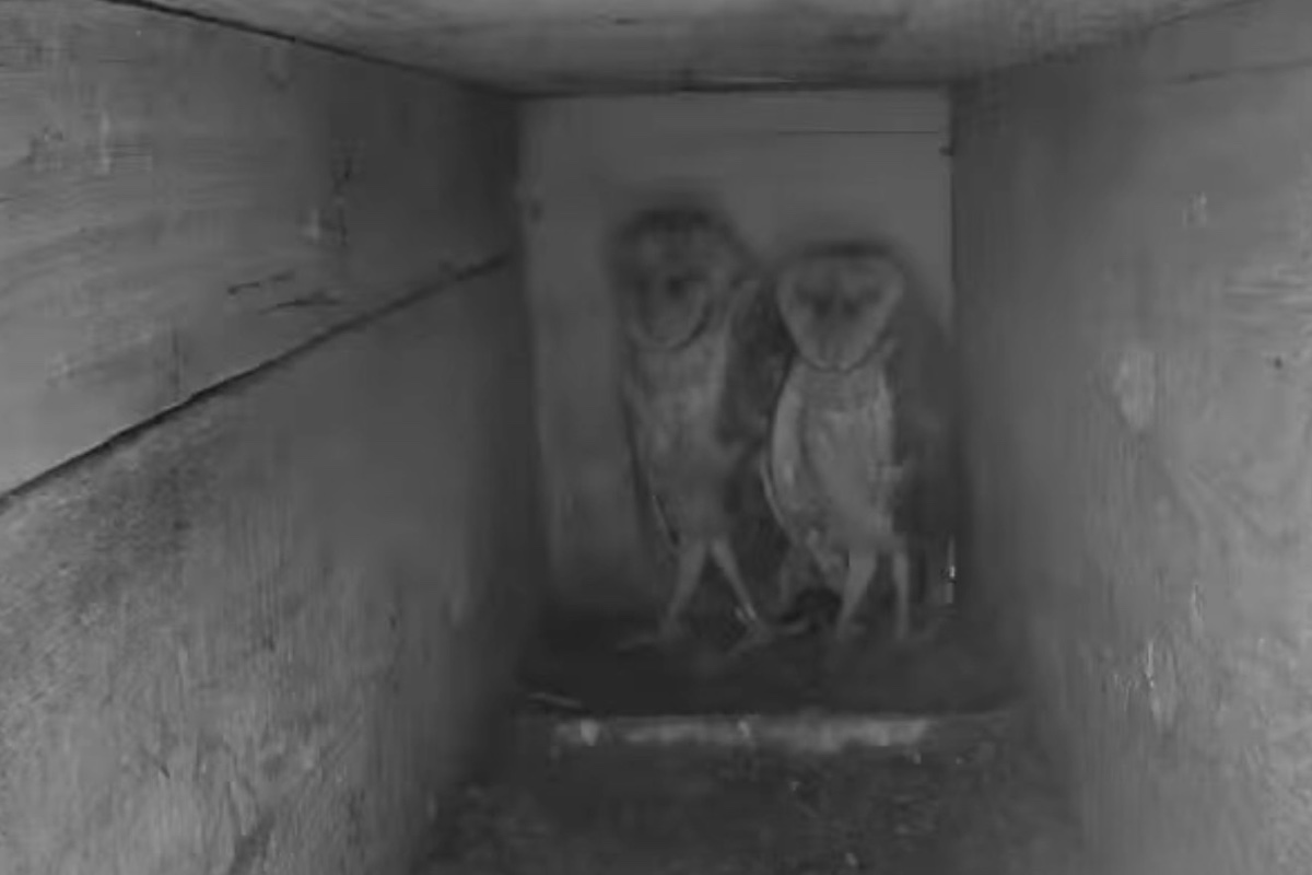 barn owl live cam