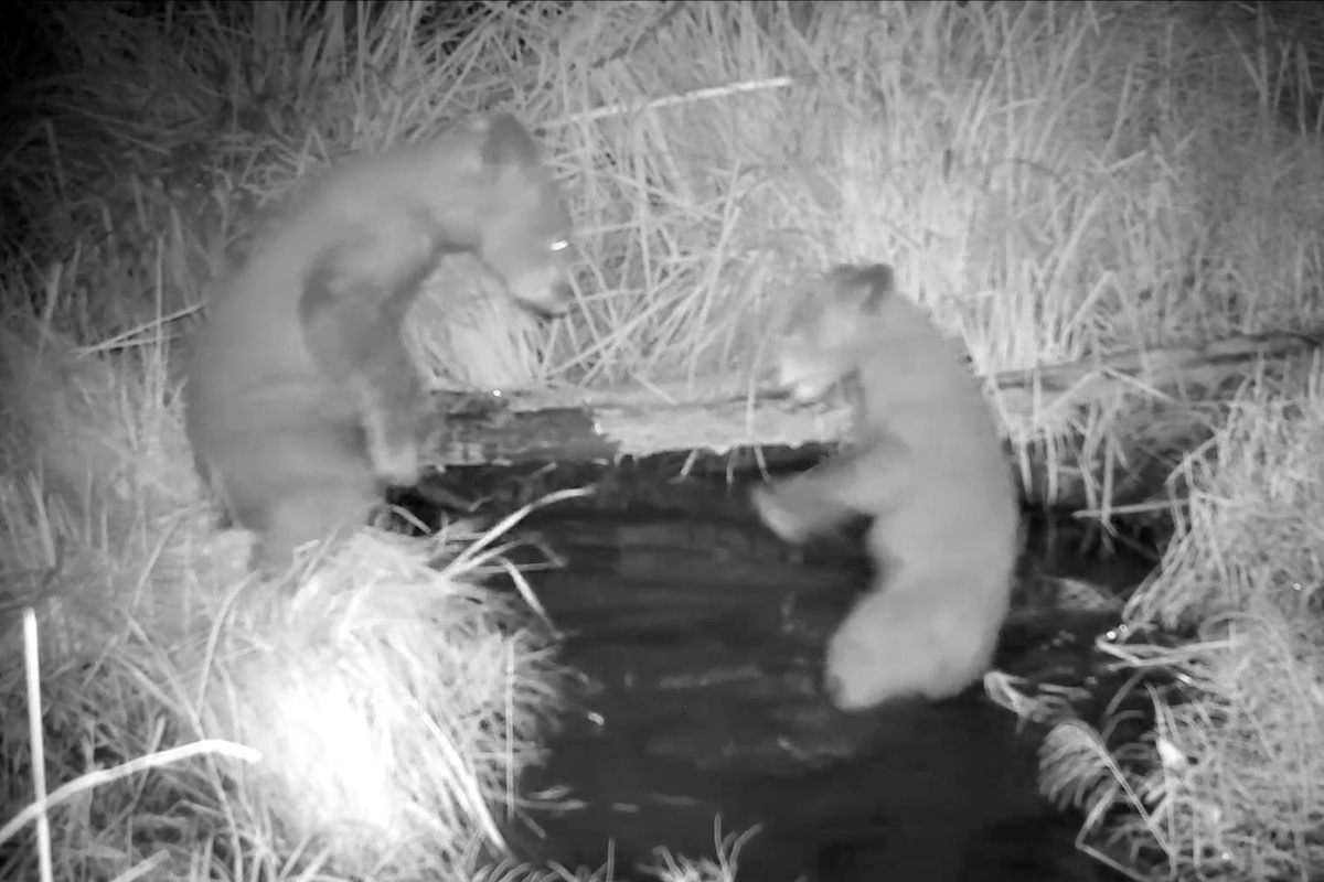 bear sibling ambush video