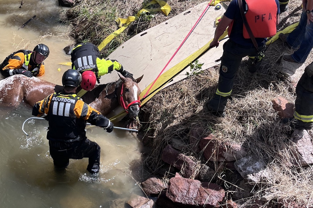 blind horse rescue