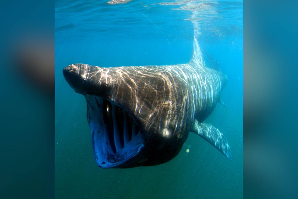 boat hit basking shark