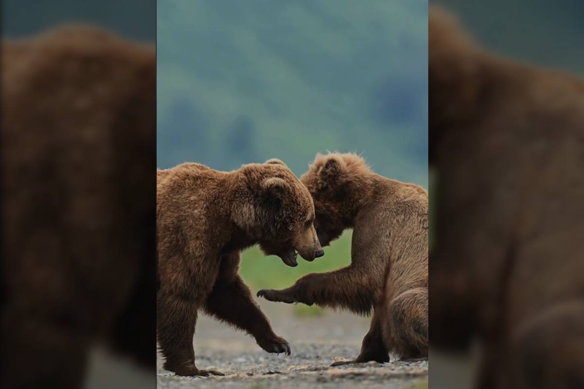 brown bear cubs playing