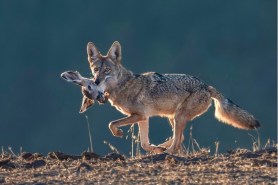 coyote holding deer head