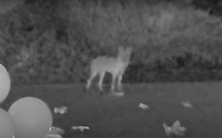 coyote playing with dog toys