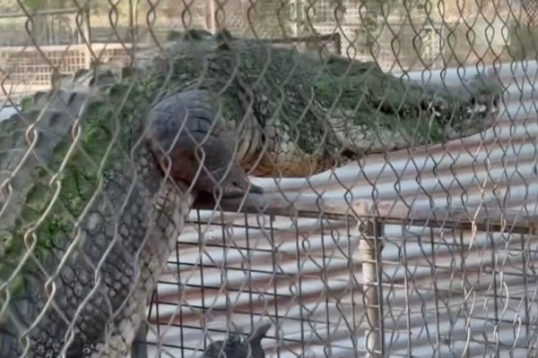 crocodile climbs fence