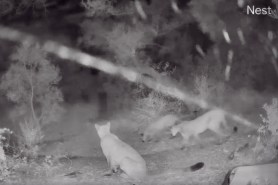 family of mountain lions