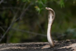 man bit snake back India