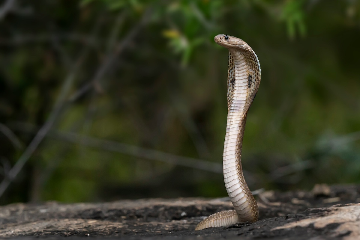 man bit snake back India